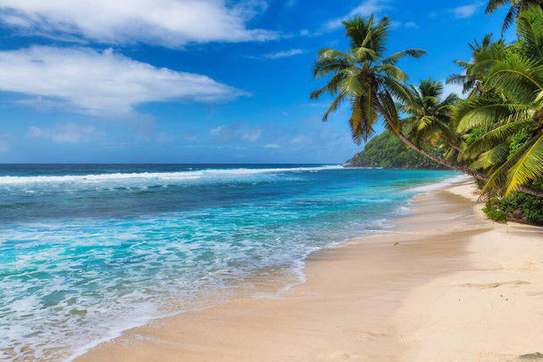 Paratiisiranta. Kookospalmuja valkoisella aurinkoisella rannalla ja Karibian merellä. Kesäloma ja trooppinen ranta käsite.   - Valokuva, kuva