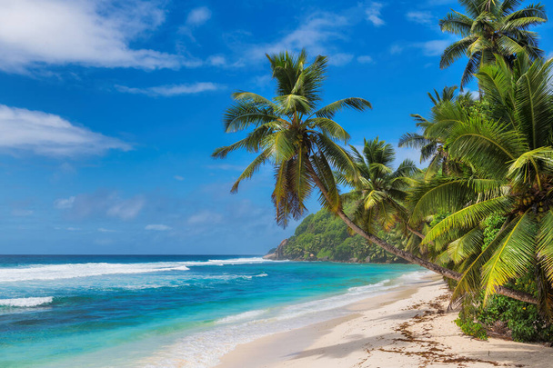 Солнечный пляж с белым песком, кокосовыми пальмами и бирюзовым морем. Летние каникулы и тропический пляж. - Фото, изображение