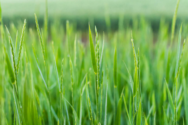 Зеленая трава естественный фон. Концепция летней природы - Фото, изображение
