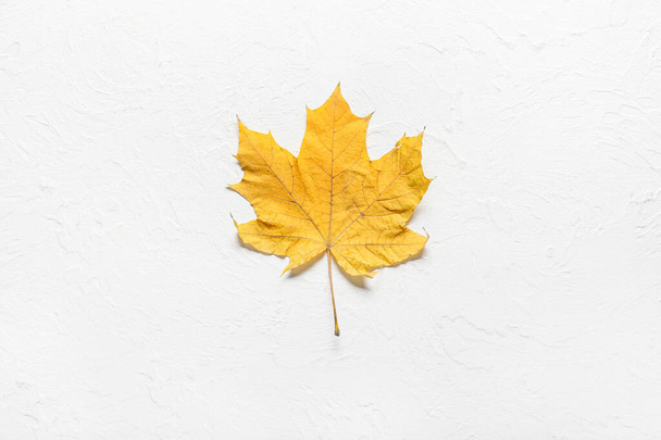 Beautiful autumn leaf on white background - Valokuva, kuva