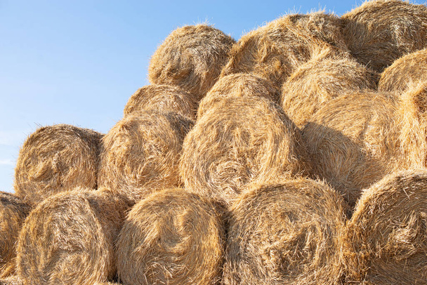 round stacks of dry grass hay stacked for storage - Photo, Image