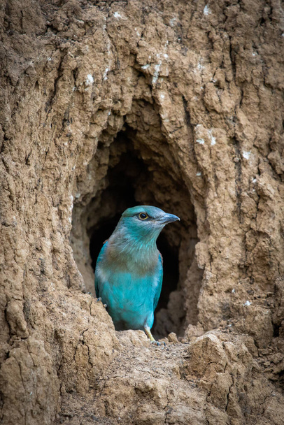 The European Roller bird chick prepares to fly out of the hole-nest. - Photo, Image