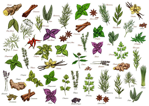 Spices, herbs, seasonings vector ginger, cinnamon and bay leaves, dill, rosemary or sage. Tarragon, basil and chili, peppermint, thyme with oregano. Lavender, cardamon and vanilla herbal ingredients - Vector, Image