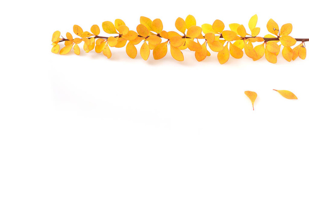 Plant branch with yellow leaves isolated on white background - Fotó, kép