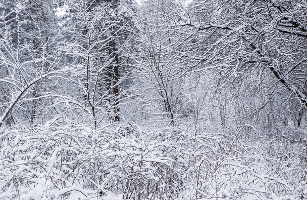 Karlı kış ormanı. Kayak pisti olan kar beyazı bir yol. Kar ağaçları ve çalıları kapladı. - Fotoğraf, Görsel