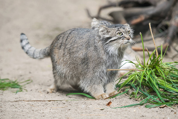 Pallas's cat (Otocolobus manul). Manul is living in the grasslands and montane steppes of Central Asia. Little cute baby manul with mother. Learning process. Small wild kitten. First steps - Фото, зображення