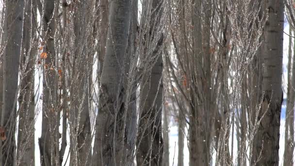 Rime Ice Crystals ja Hoar Frosts on Leafless Tree oksat Sunlight.me jään kiteet ja hoar pakkaset lehdetön puun oksat. Jäätä muodostuu, kun vesijäähdytteiset nestemäiset pisarat jäätyvät pinnalle - Materiaali, video
