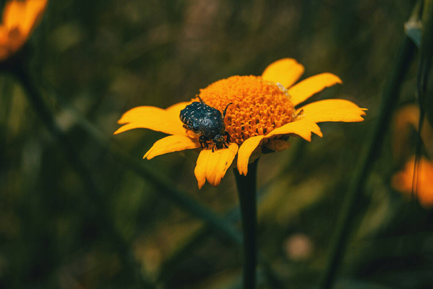 uma flor amarela vista de perto da cota tinctoria com um inseto no topo coletando pólen - Foto, Imagem