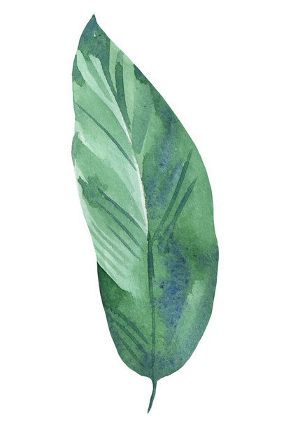 Abstrakcyjny liść palmowy na białym tle, rysunki akwareli - Zdjęcie, obraz