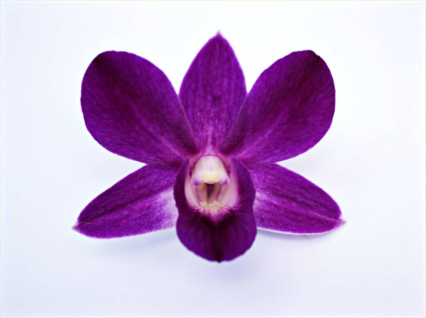Purple orchid flower isolated pink Dendrobium on white background ,macro image - Photo, Image