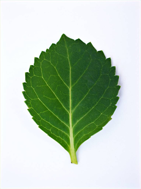 Зелене листя ізольоване на білому тлі з краплями води, листя гідрандри
 - Фото, зображення