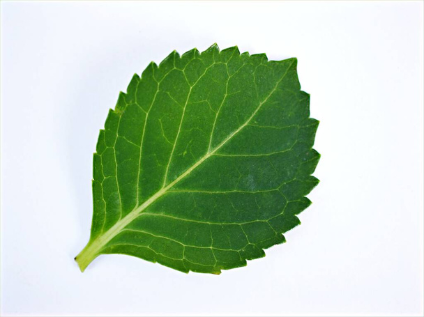 Zielony liście izolowane na białym tle z kroplami wody, liście hortensji - Zdjęcie, obraz