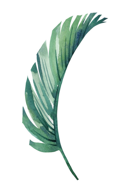 Hojas de palma verde sobre fondo blanco, dibujos en acuarela - Foto, imagen