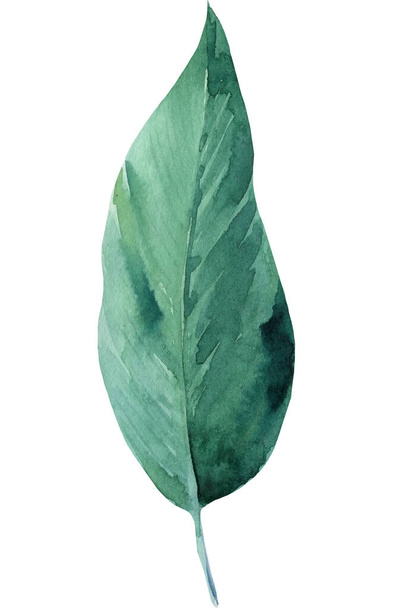 τροπικά αφηρημένα φύλλα φοίνικα σε λευκό φόντο, ακουαρέλες σχέδια - Φωτογραφία, εικόνα