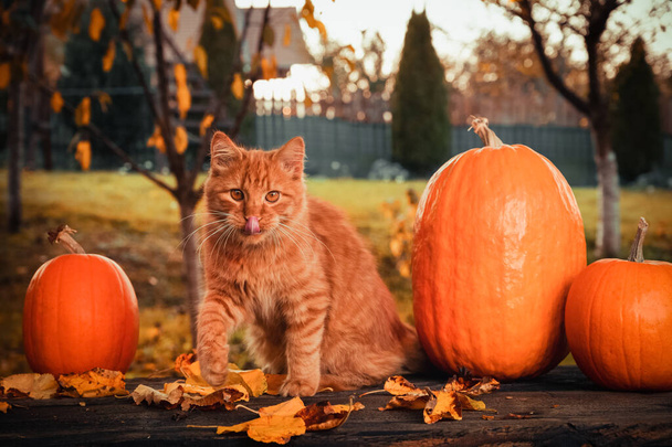 Image of an autumn consept scene with an orange siberian cat, orange pumpkins and leaves. - Photo, Image