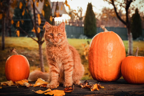 Зображення осінньої сцени з помаранчевим сибірським котом, апельсиновими гарбузами та листям
. - Фото, зображення