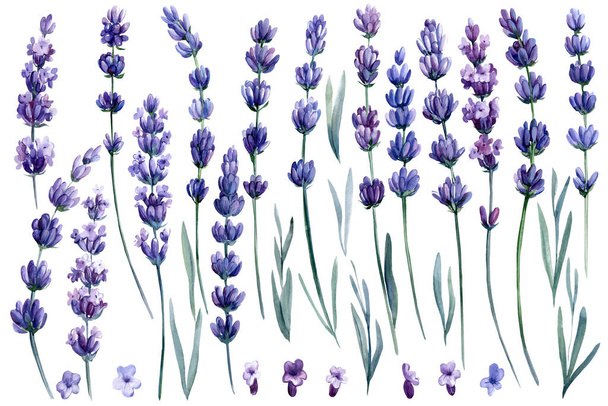 Lavendelblüten auf weißem Hintergrund, Aquarellzeichnungen - Foto, Bild
