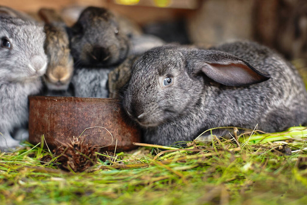 Small rabbits eat from the same feeder. Cute fluffy rabbits on the farm. Rabbit breeding - Photo, Image