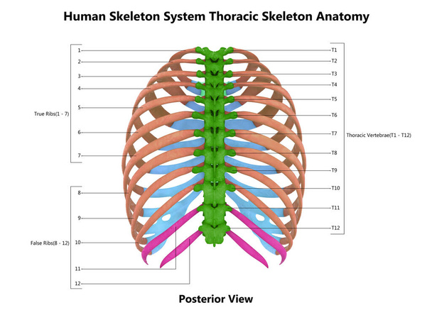 Parti ossee dello scheletro toracico del sistema scheletrico umano descritte con etichette Anatomia Vista posteriore. 3D - Foto, immagini