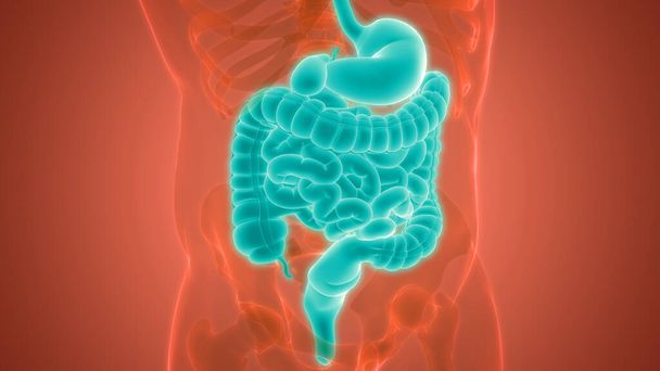 Estómago del sistema digestivo humano con anatomía del intestino delgado. 3D - Foto, imagen