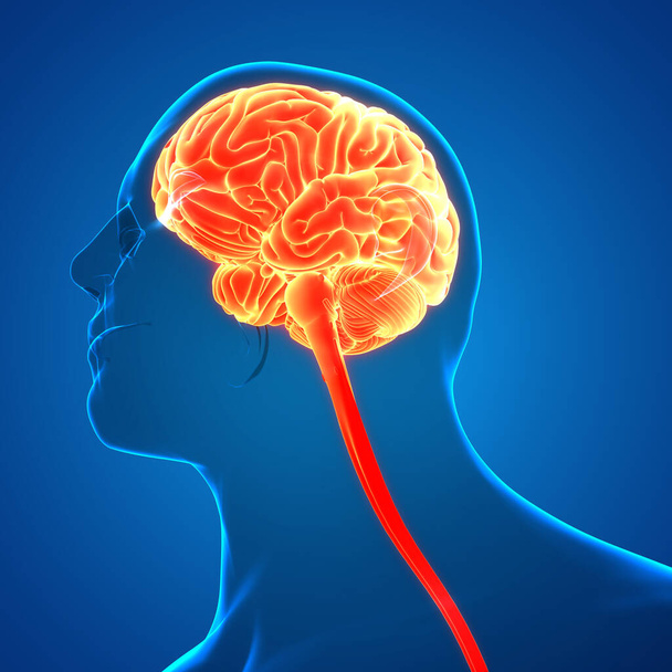 Zentralorgan des menschlichen Nervensystems Gehirnanatomie. 3D - Foto, Bild