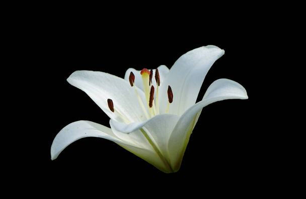 Isolated white lily flower on a black background.    - Photo, Image