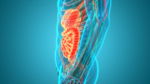 Anatomía del sistema digestivo humano. 3D - Foto, Imagen