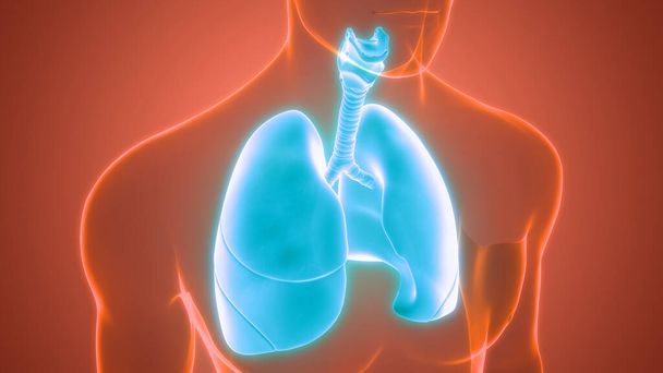 3D έννοια του ανθρώπινου αναπνευστικού συστήματος Πνεύμονες Ανατομία - Φωτογραφία, εικόνα