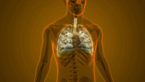 3D Концепція людської респіраторної системи Lungs Anatomy - Фото, зображення