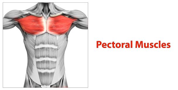 Système musculaire humain Muscles du torse Anatomie des muscles pectoraux. 3D - Photo, image