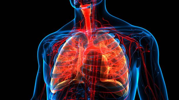 Concetto 3D di anatomia polmonare del sistema respiratorio umano - Foto, immagini