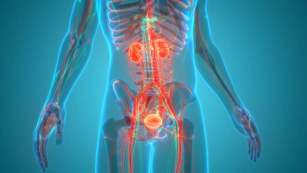 Sistema Urinário Humano Rins com Anatomia da Bexiga. 3D - Foto, Imagem