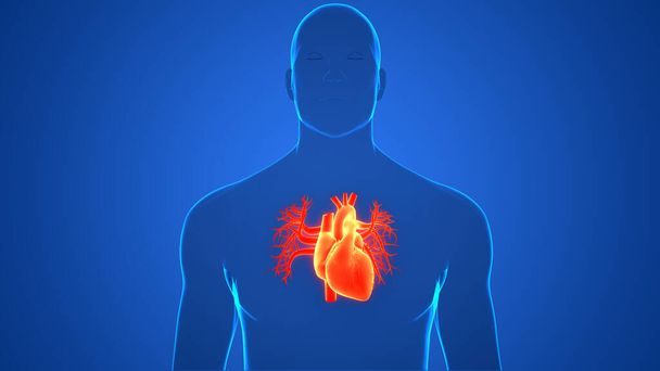 Sistema Circulatorio Humano Anatomía del Corazón. 3D - Foto, Imagen