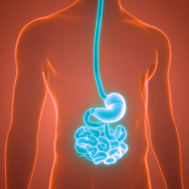 Apparato digerente umano Stomaco con piccolo intestino anatomia. 3D - Foto, immagini