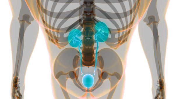 Ludzki układ moczowy Nerki z anatomią pęcherza moczowego. 3D - Zdjęcie, obraz