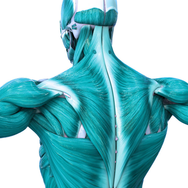 Muscoli una parte del sistema muscolare umano Anatomia. 3D - Foto, immagini