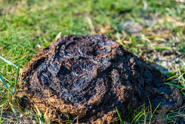 Pile of smelly cow droppings on a grass field, close up. . High quality photo - Photo, Image
