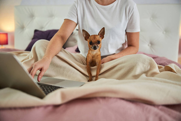 Hund steht auf Bettdecke, während sein Herrchen Laptop benutzt - Foto, Bild
