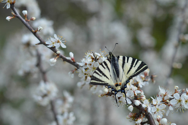 Iphiclides podalirius, scarce swallowtail butterfly big yellow butterfly on a white blooming tree branch. The background color of the wings is creamy white or pale yellow. On the front wings there are six tiger stripes and wedge-shaped markings. - Photo, Image