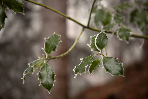 Holly, Ilex aquifoliumの枝は緑色で、樹氷が閉じています。冬の背景. - 写真・画像