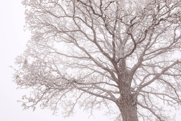 Мороз на дубовой короне. Осенний фон. Холодная, туманная погода. Силуэт лиственного дерева в тумане с римовым льдом. - Фото, изображение