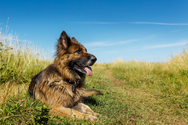 ドイツの羊飼い犬。その犬は緑の草に横たわっている。犬の舌が出てくる. - 写真・画像