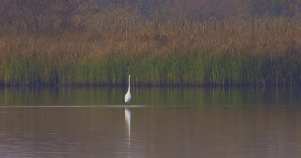 Grande Egret andando em um rio - Filmagem, Vídeo