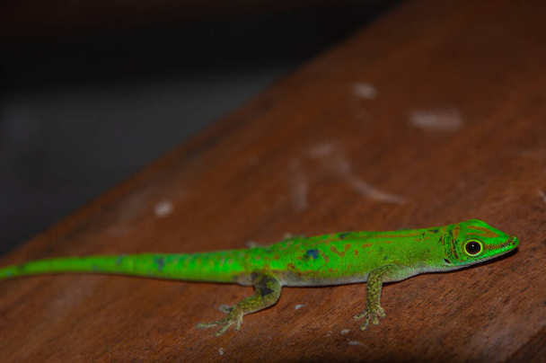 La Digue Day Gecko (Phelsuma sundbergi) - Fotó, kép