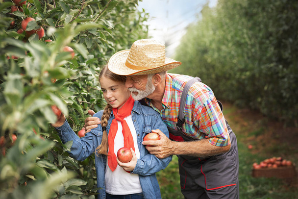 Teen girl helps her grandfather in the orchard to pick apples - Photo, image