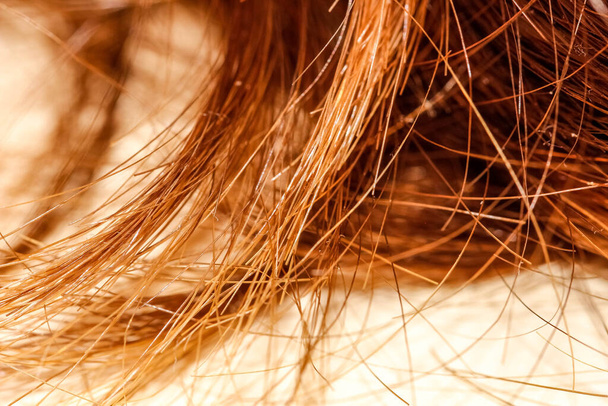 Macro tiro Split estremità di capelli lunghi rossi. Colpo selettivo. - Foto, immagini