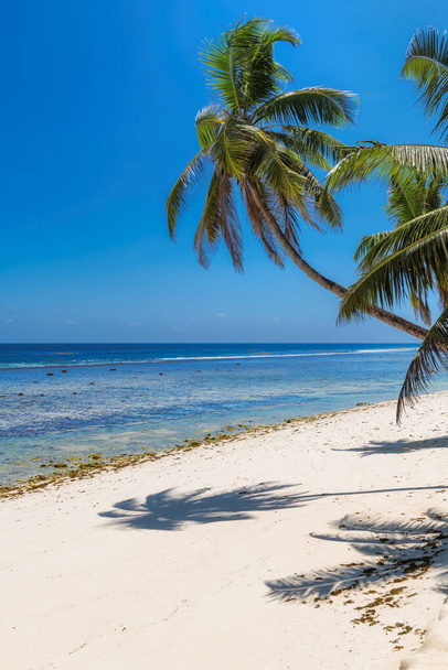 Coco φοίνικες στην ηλιόλουστη παραλία και τυρκουάζ θάλασσα στην Τζαμάικα παράδεισο νησί. Καλοκαιρινές διακοπές και τροπική παραλία έννοια. - Φωτογραφία, εικόνα