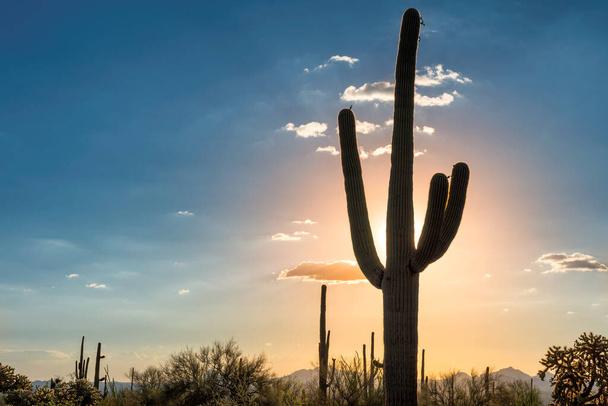 Désert avec le cactus de Saguaro au coucher du soleil dans le parc national de Saguaro près de Tucson, Arizona. - Photo, image