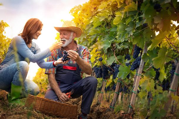 Nice woman feeding her husband with grapes in their vineyard. Romantic moment in harvesting time  - Foto, afbeelding