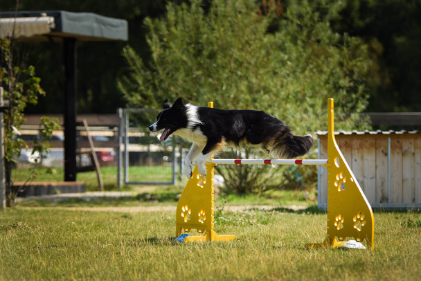 border collie is jumping over the hurdles. Amazing day on czech agility privat training - Photo, Image